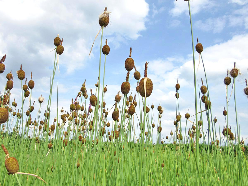 Zwerg-Rohrkolben - Typha minima